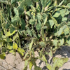 *Unknown alien plant